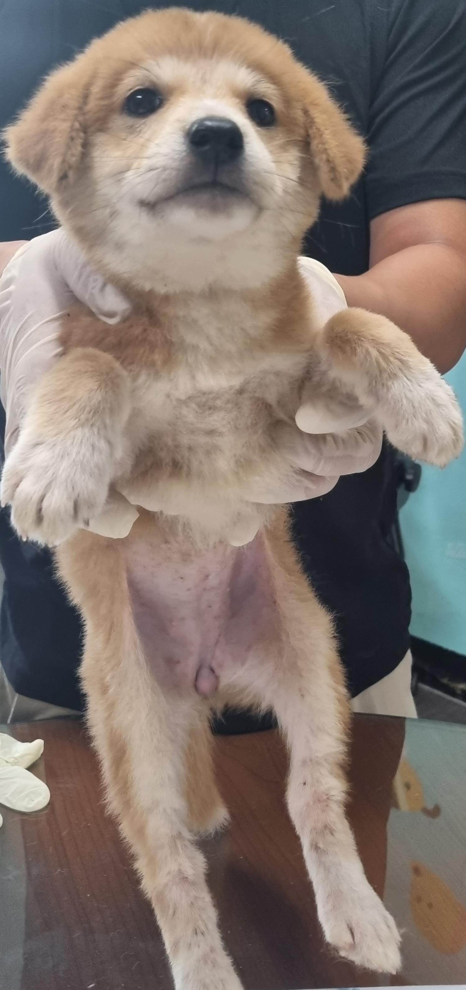 하동군유기동물보호소_448544202300310