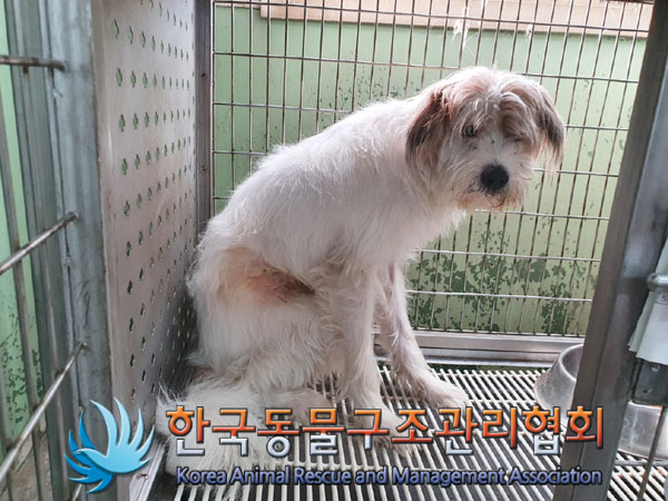 한국동물구조관리협회_441406202301164