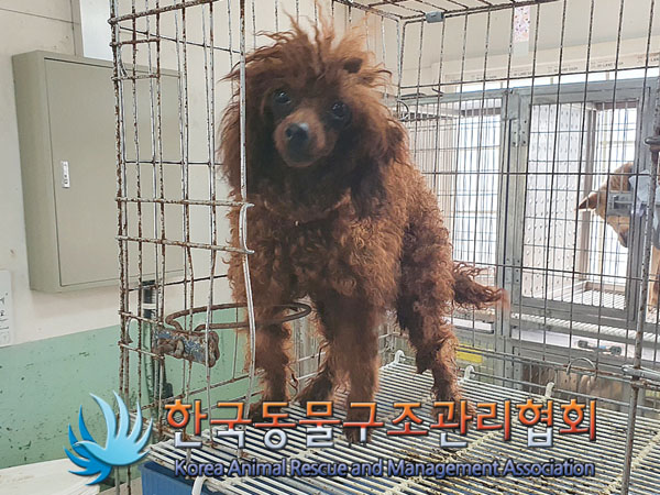 종료(안락사) 푸들…