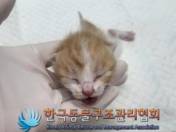 한국동물구조관리협회_411306202300521