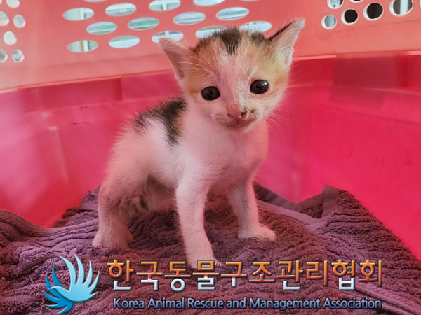한국동물구조관리협회_441559202300857
