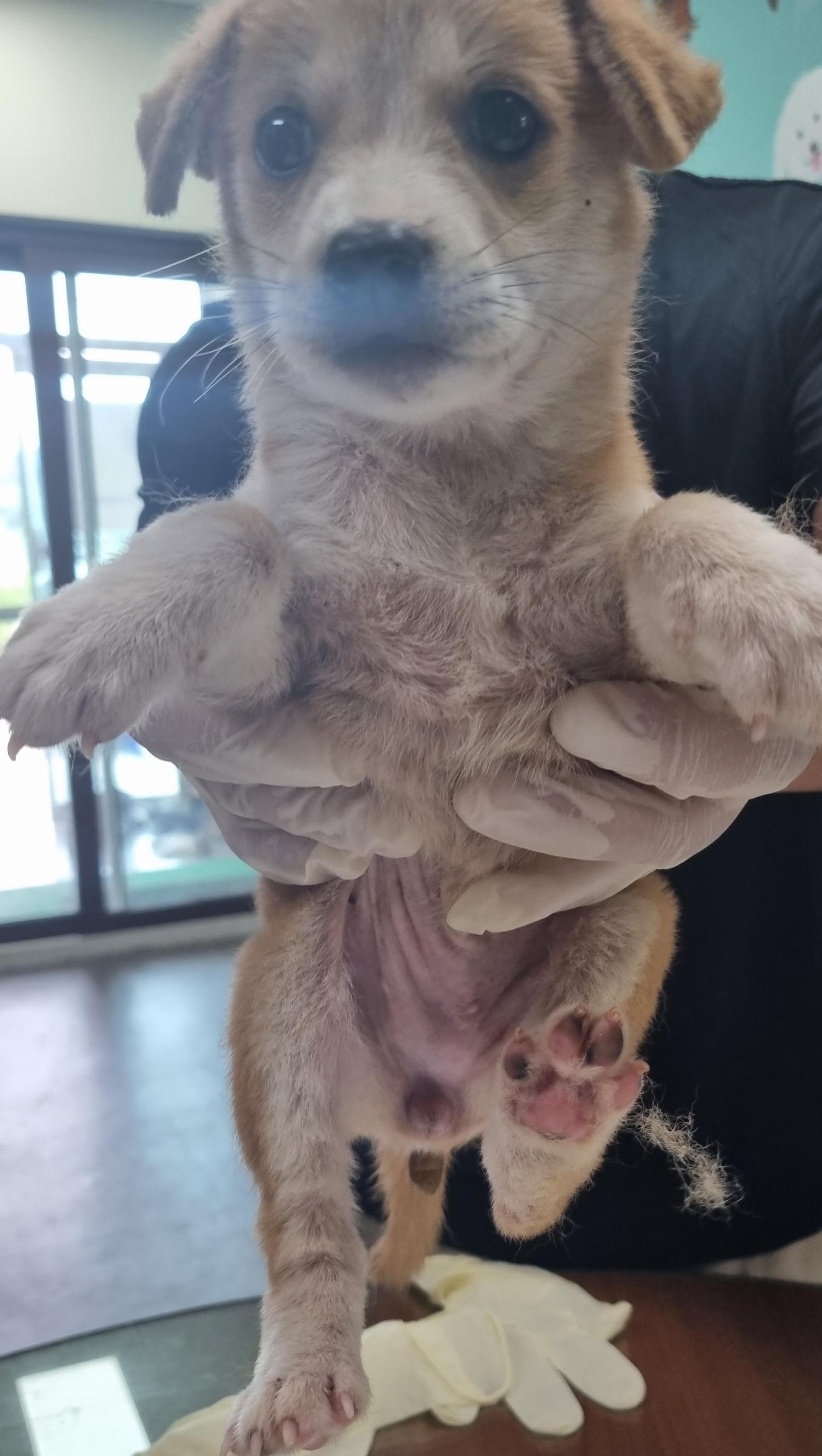 하동군유기동물보호소_448544202300311