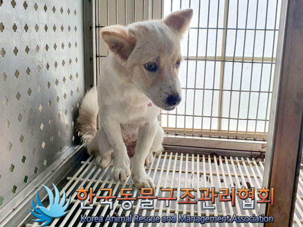 한국동물구조관리협회_441392202300180