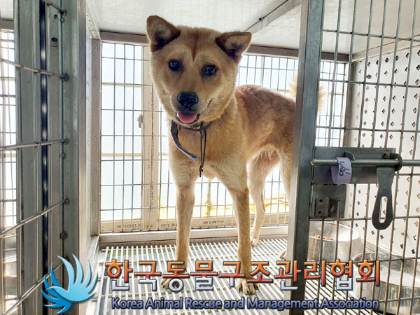 한국동물구조관리협회_441409202301294
