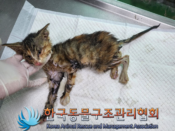 한국동물구조관리협회_441559202300856
