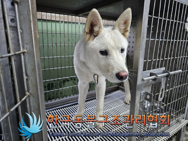 한국동물구조관리협회_441392202300181