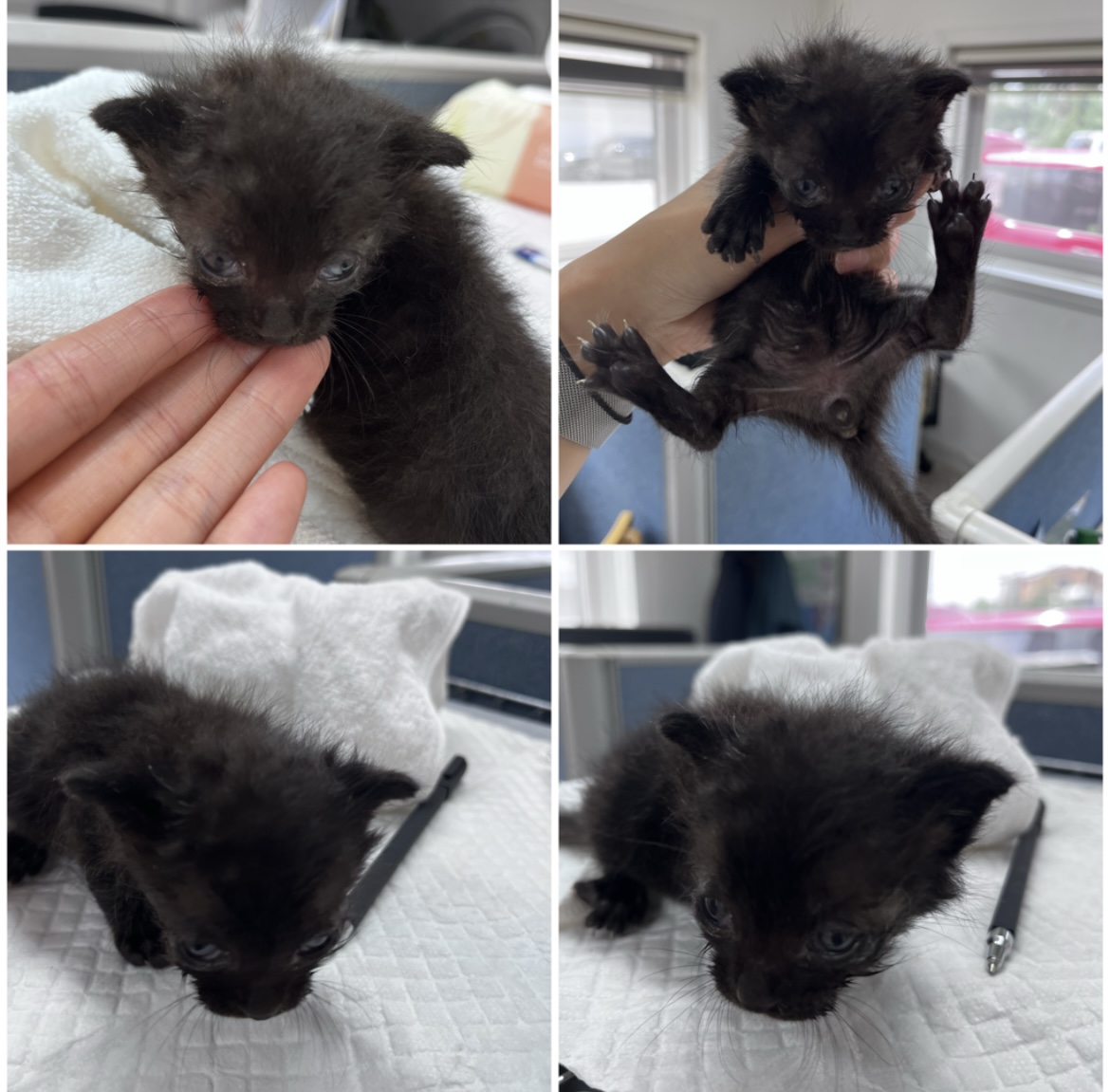 천안시유기동물보호소_444449202301809