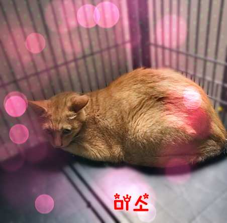 군산유기동물보호센터_445467202301654