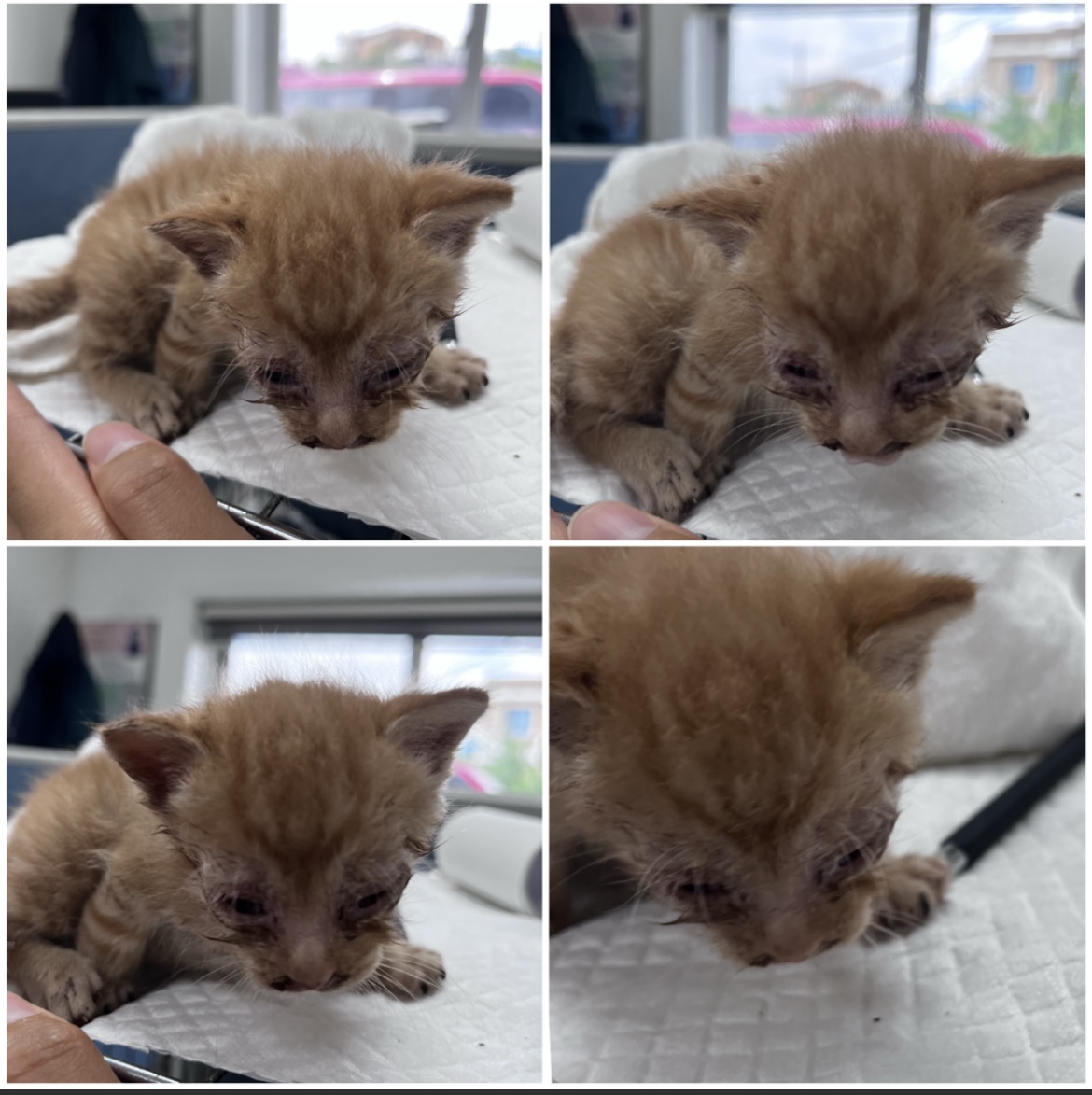 천안시유기동물보호소_444449202301810
