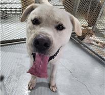 종료(반환) 믹스견…