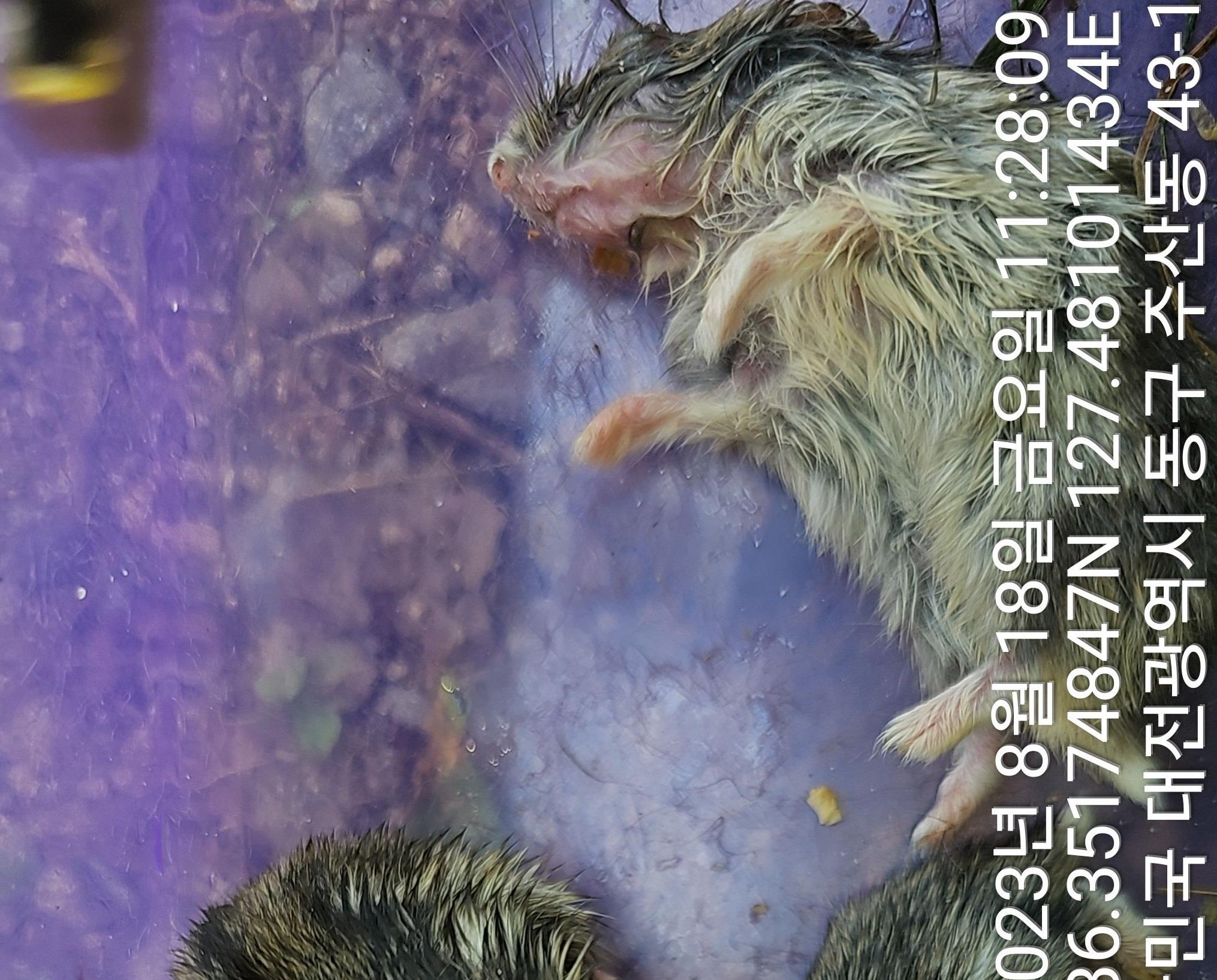 대전동물보호센터_430364202300276