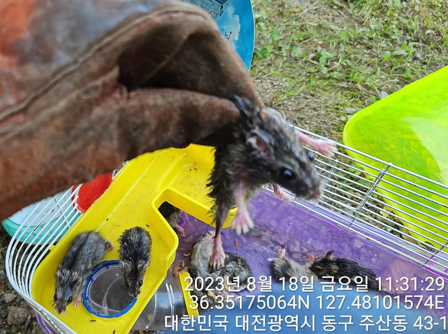 대전동물보호센터_430364202300267