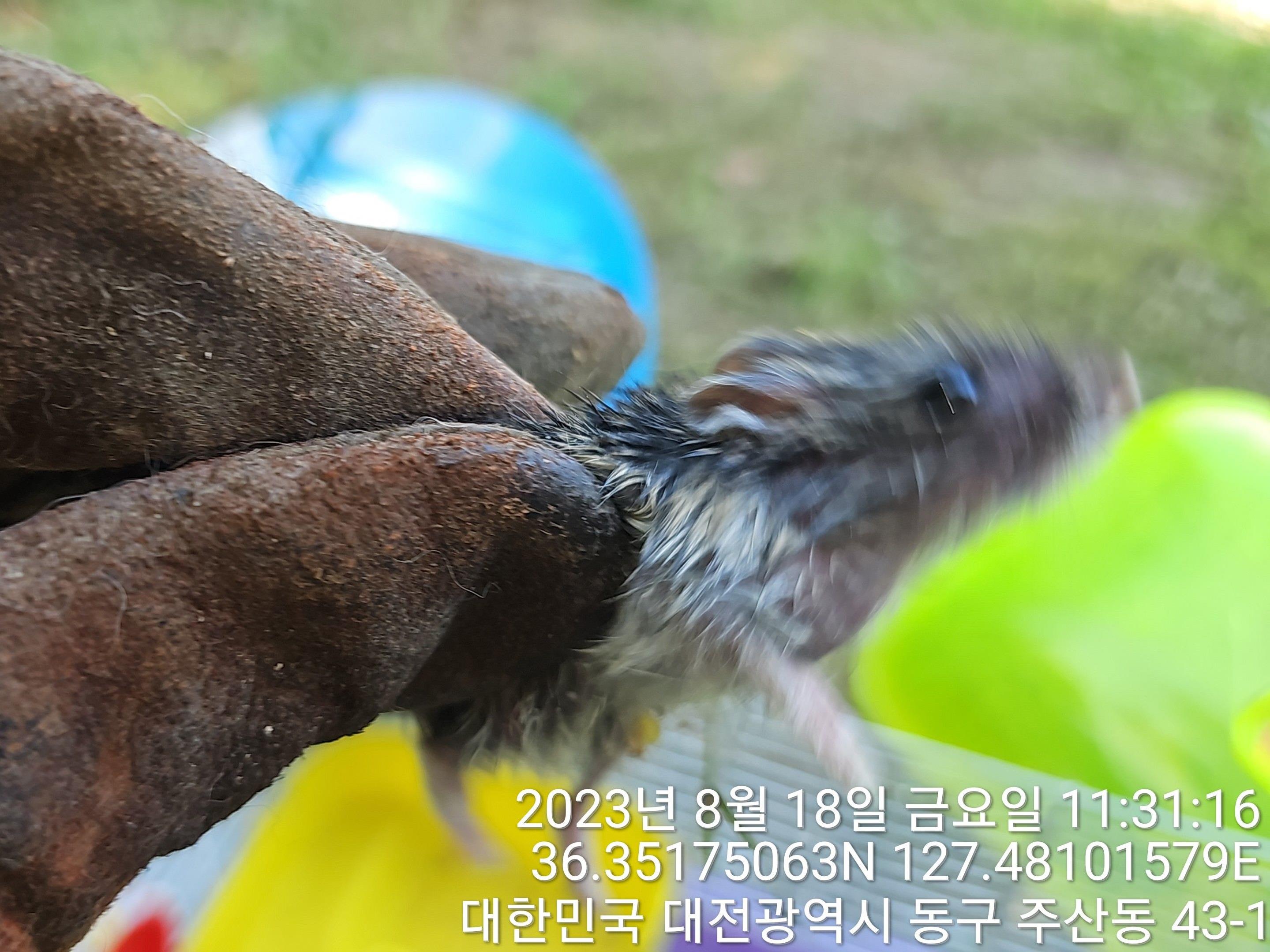 대전동물보호센터_430364202300266