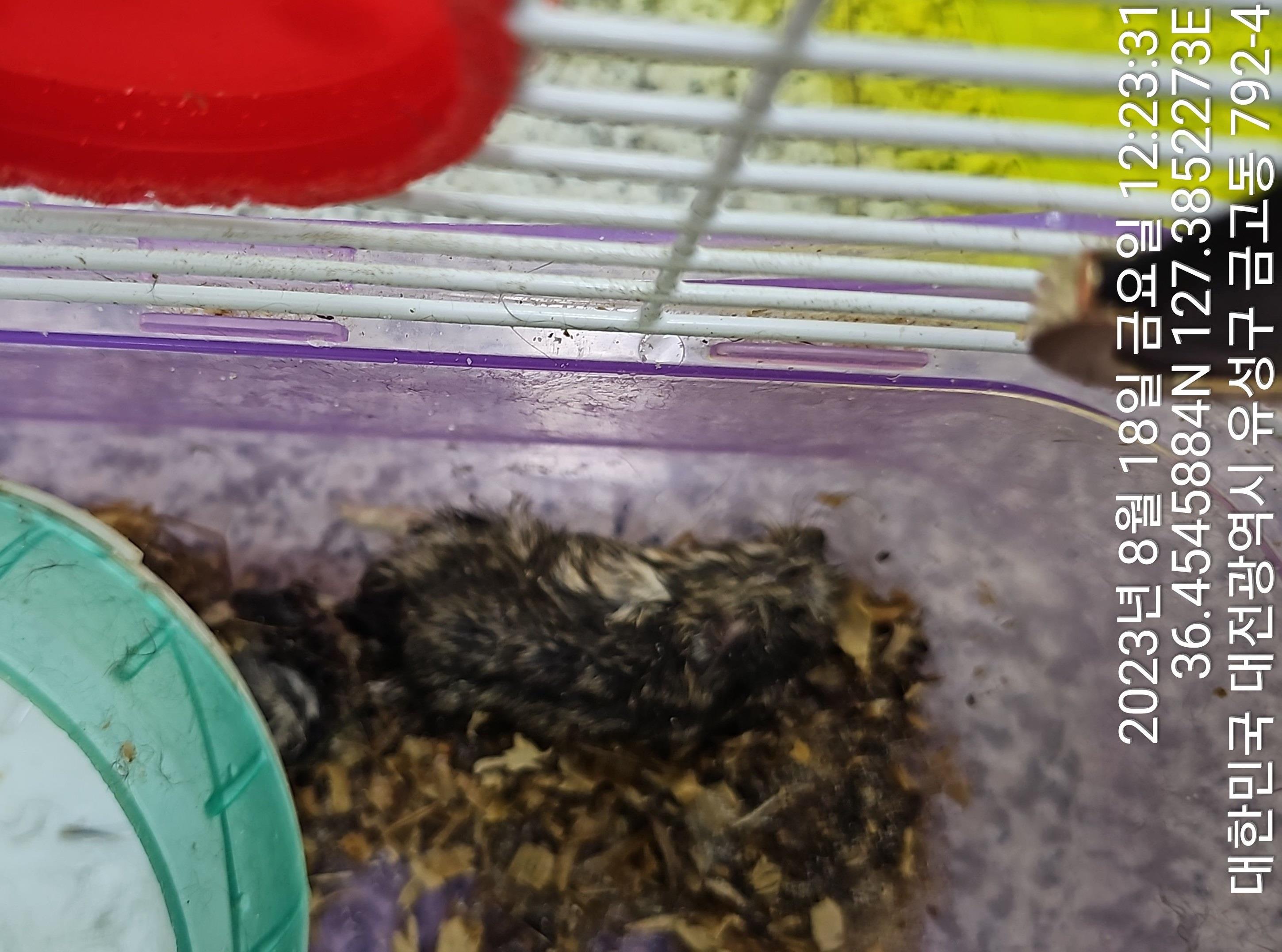 대전동물보호센터_430364202300275