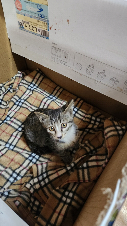 종료(입양) 한국 …