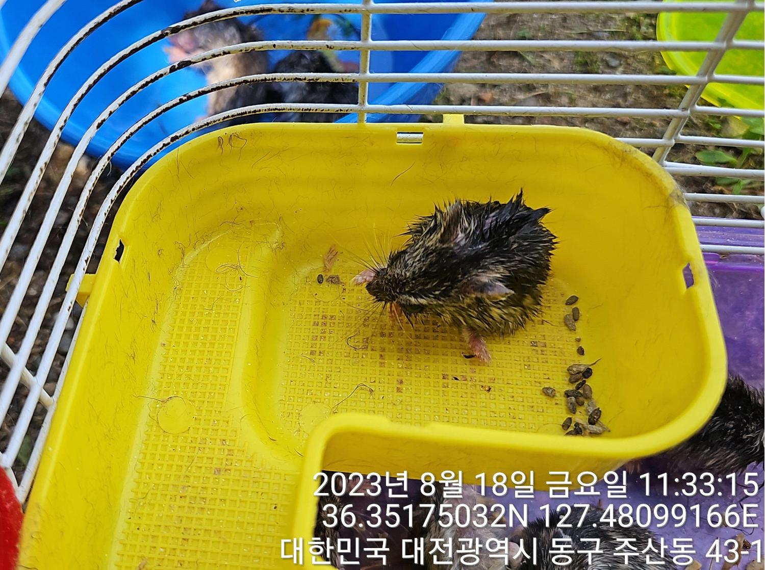 대전동물보호센터_430364202300268