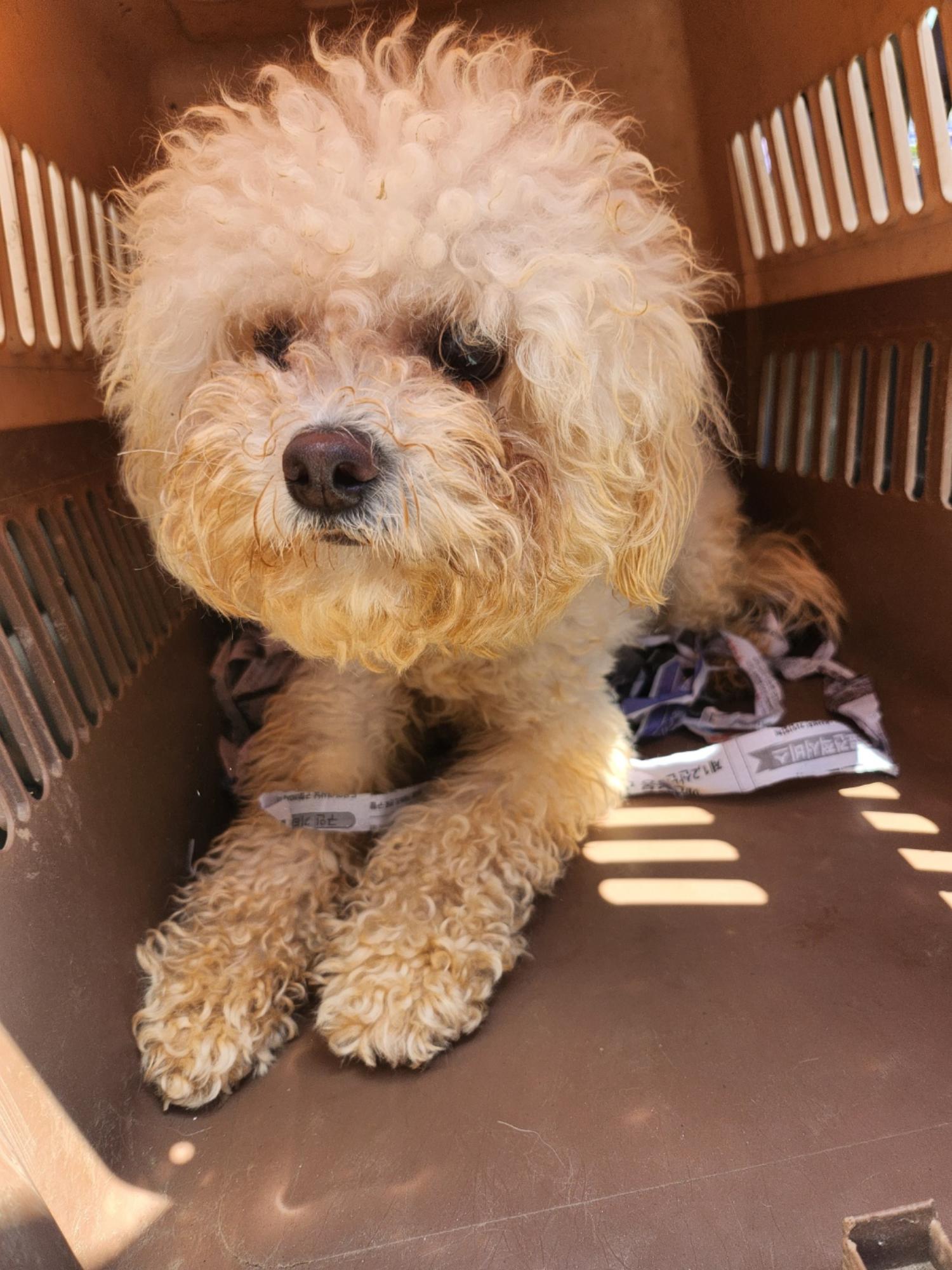 보호중 푸들의 가족…