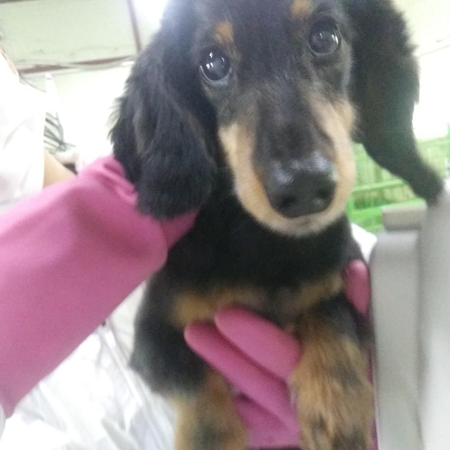인천광역시수의사회_428351202300637