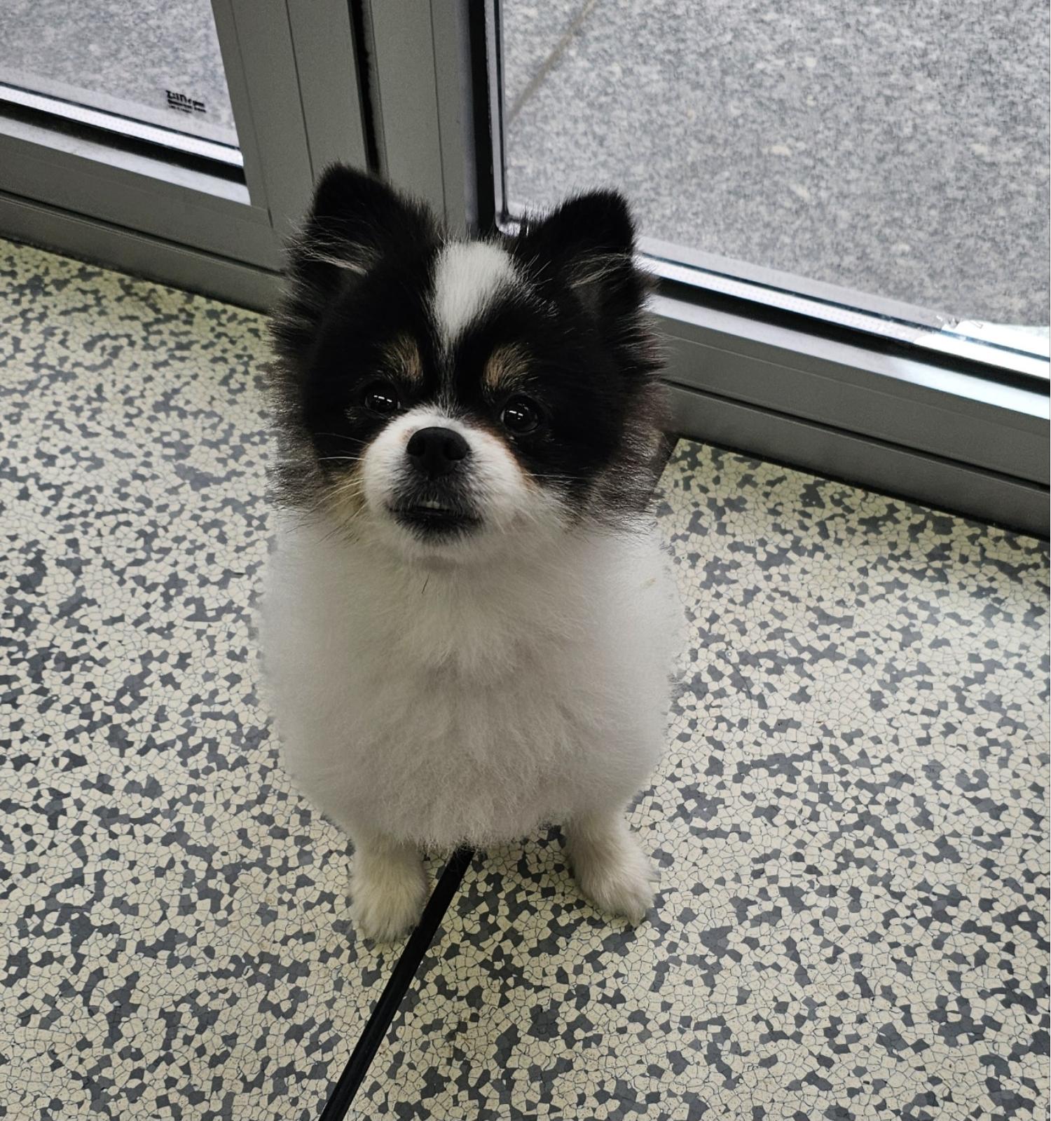 종료(반환) 포메라…