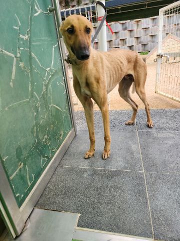 충주시동물보호센터_443439202300431