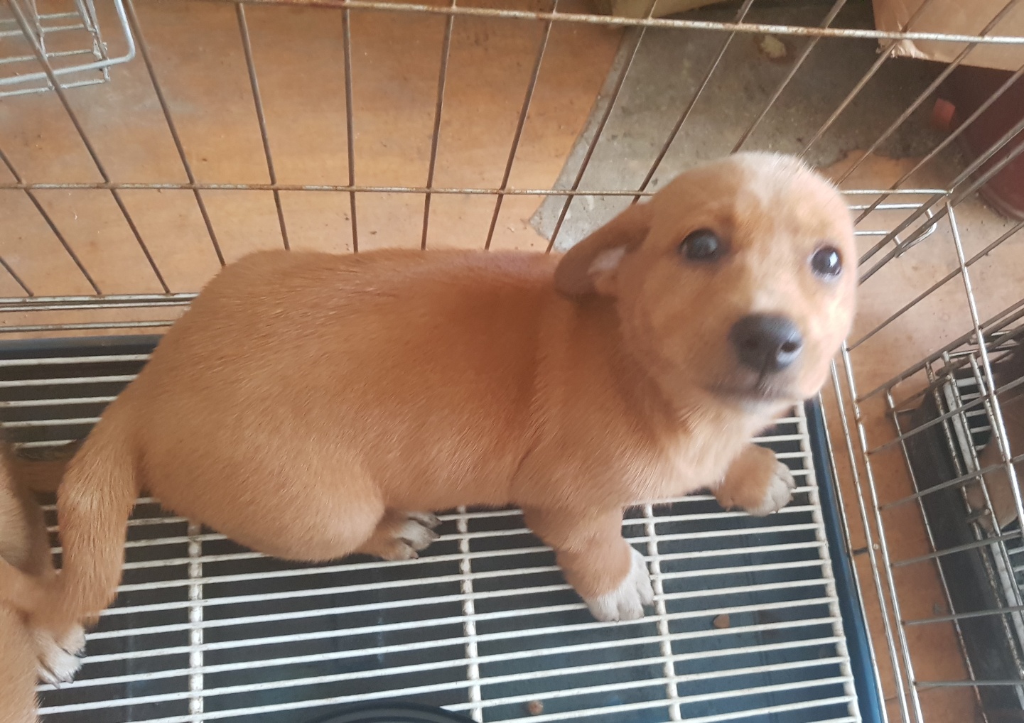 종합축산_447512202300531