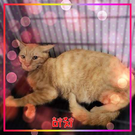 군산유기동물보호센터_445467202301660