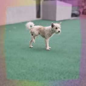 군산유기동물보호센터_445467202301685