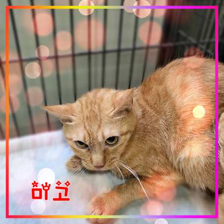 군산유기동물보호센터_445467202301673