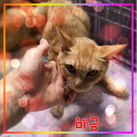 군산유기동물보호센터_445467202301670