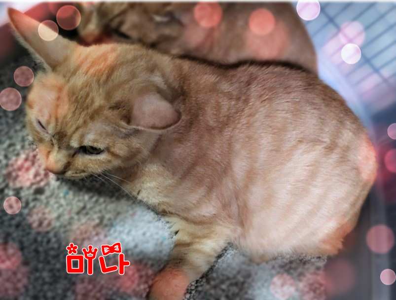 군산유기동물보호센터_445467202301659