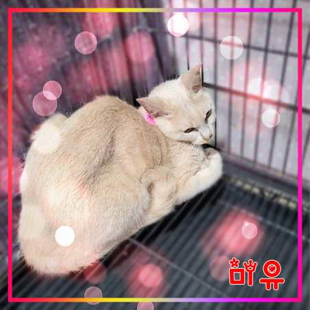 군산유기동물보호센터_445467202301664