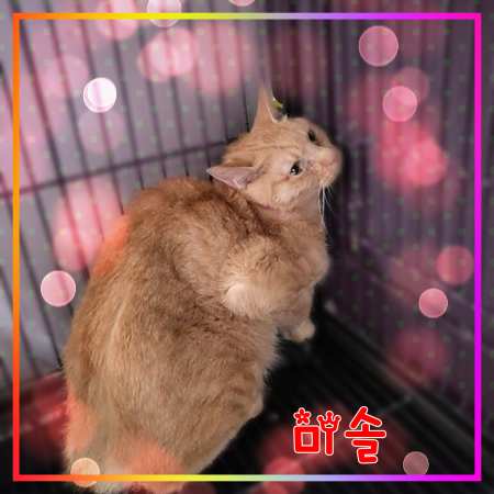 군산유기동물보호센터_445467202301668