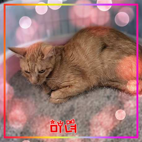 군산유기동물보호센터_445467202301679