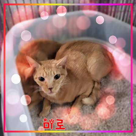 군산유기동물보호센터_445467202301666