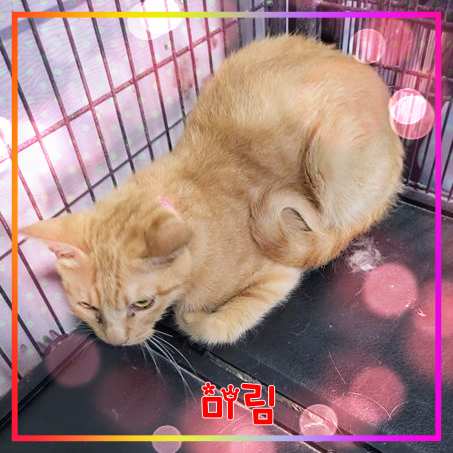 군산유기동물보호센터_445467202301676
