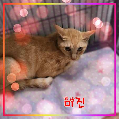 군산유기동물보호센터_445467202301671