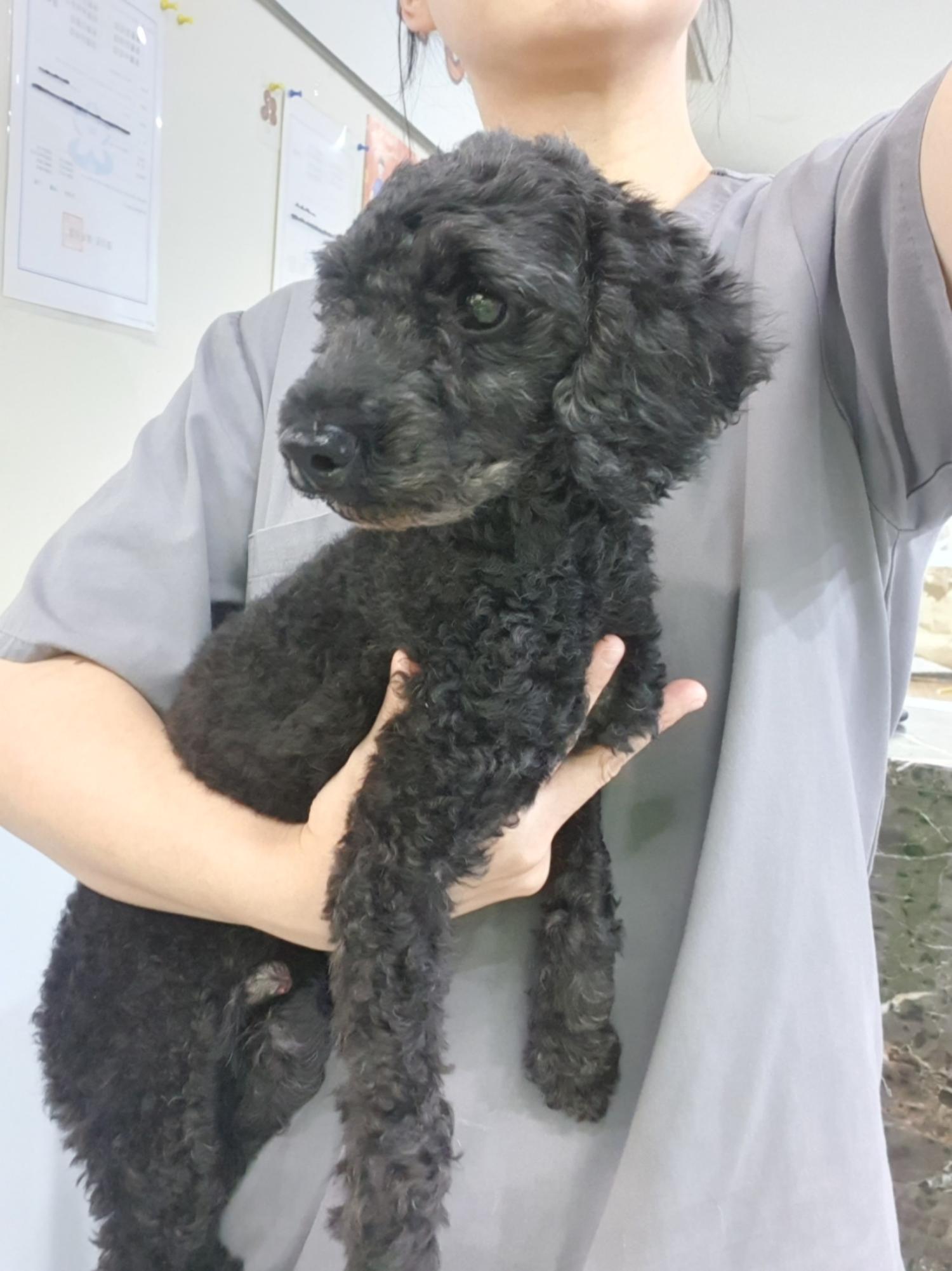 펫앤쉘터동물병원_441378202301415