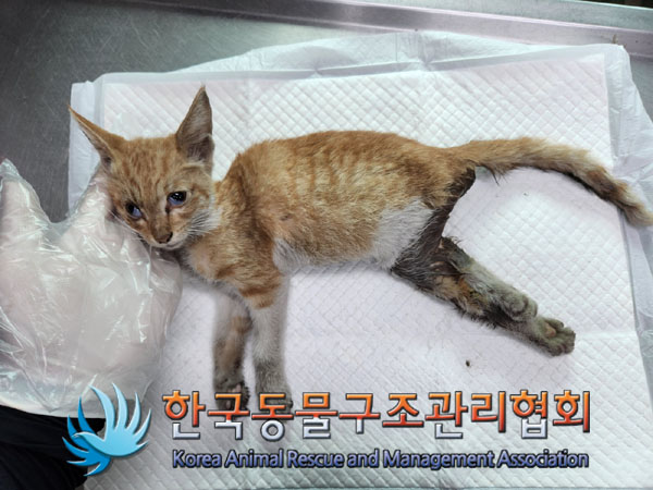 한국동물구조관리협회_441409202301298