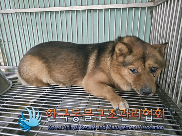 한국동물구조관리협회_441414202300619