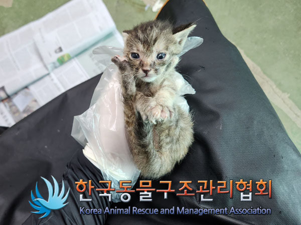 한국동물구조관리협회_441409202301301