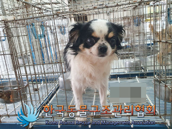 한국동물구조관리협회_411312202300505