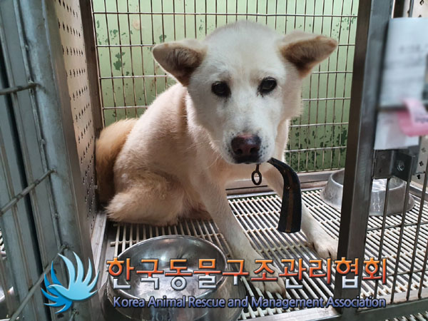 한국동물구조관리협회_441560202300992