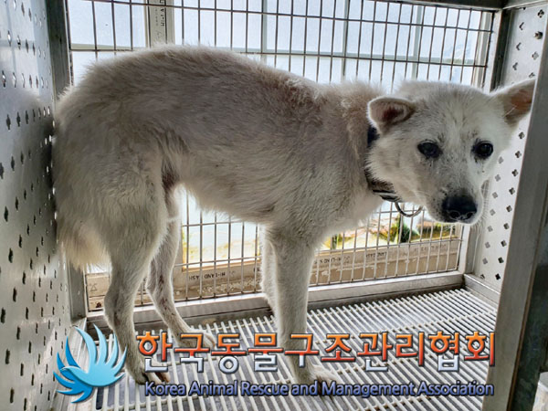 한국동물구조관리협회_411315202300501