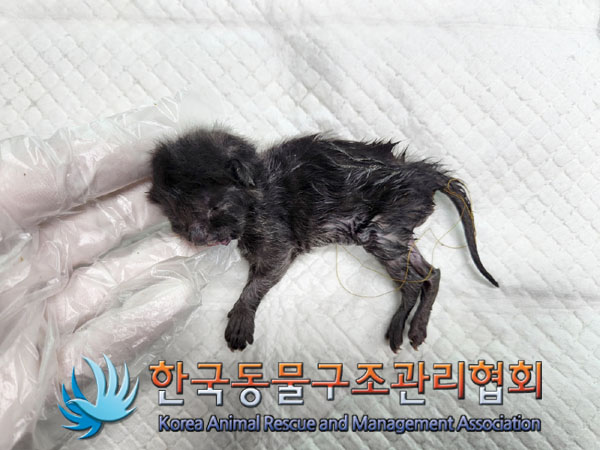 한국동물구조관리협회_411304202300519