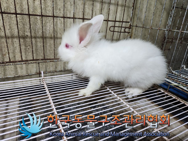 한국동물구조관리협회_441398202300317