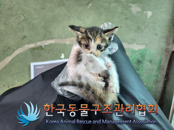 한국동물구조관리협회_411311202300637