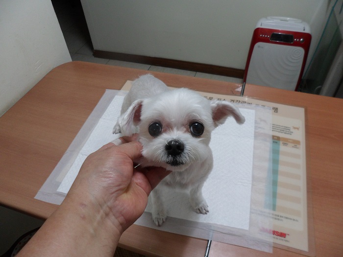 강현림동물병원_411314202300407