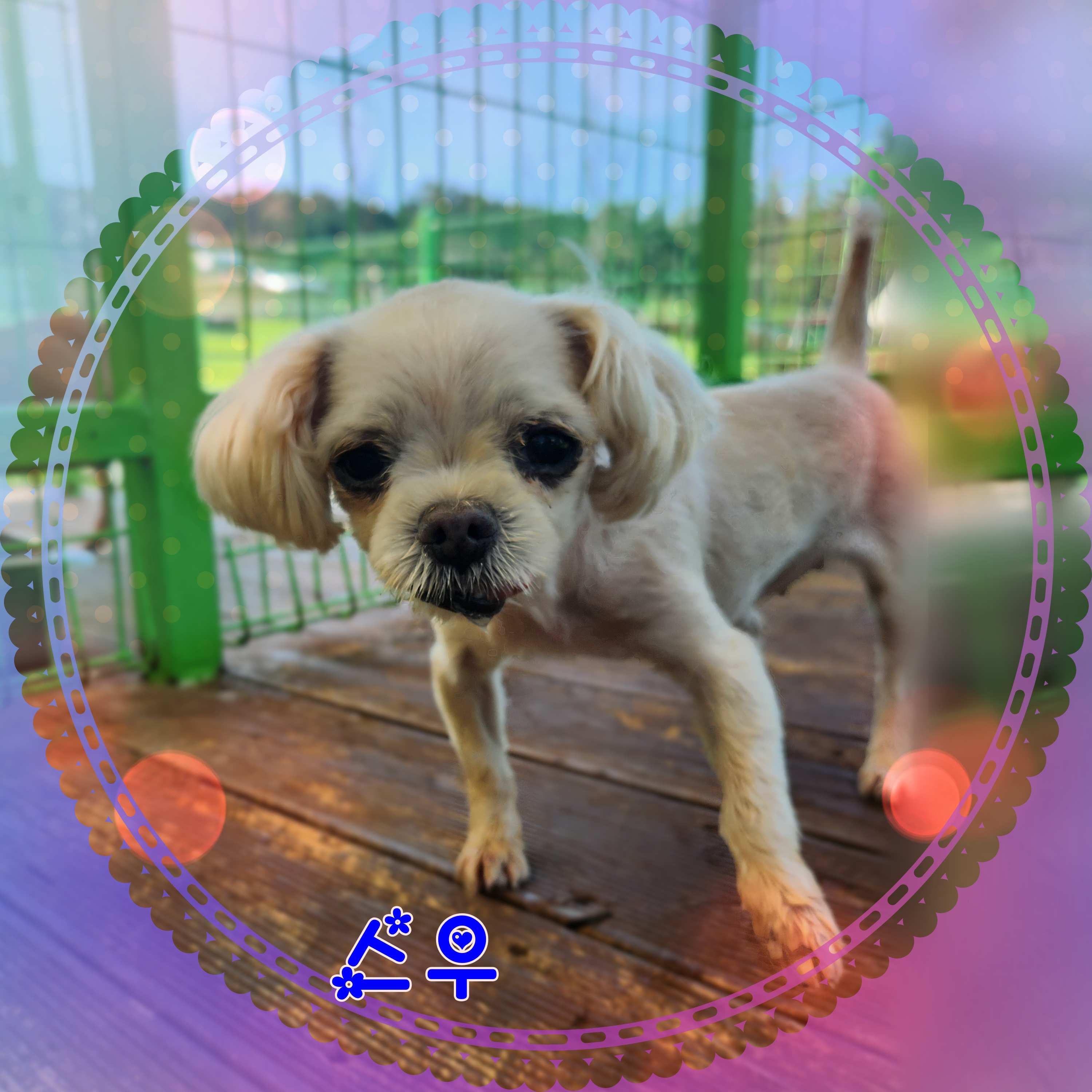 군산유기동물보호센터_445467202301692