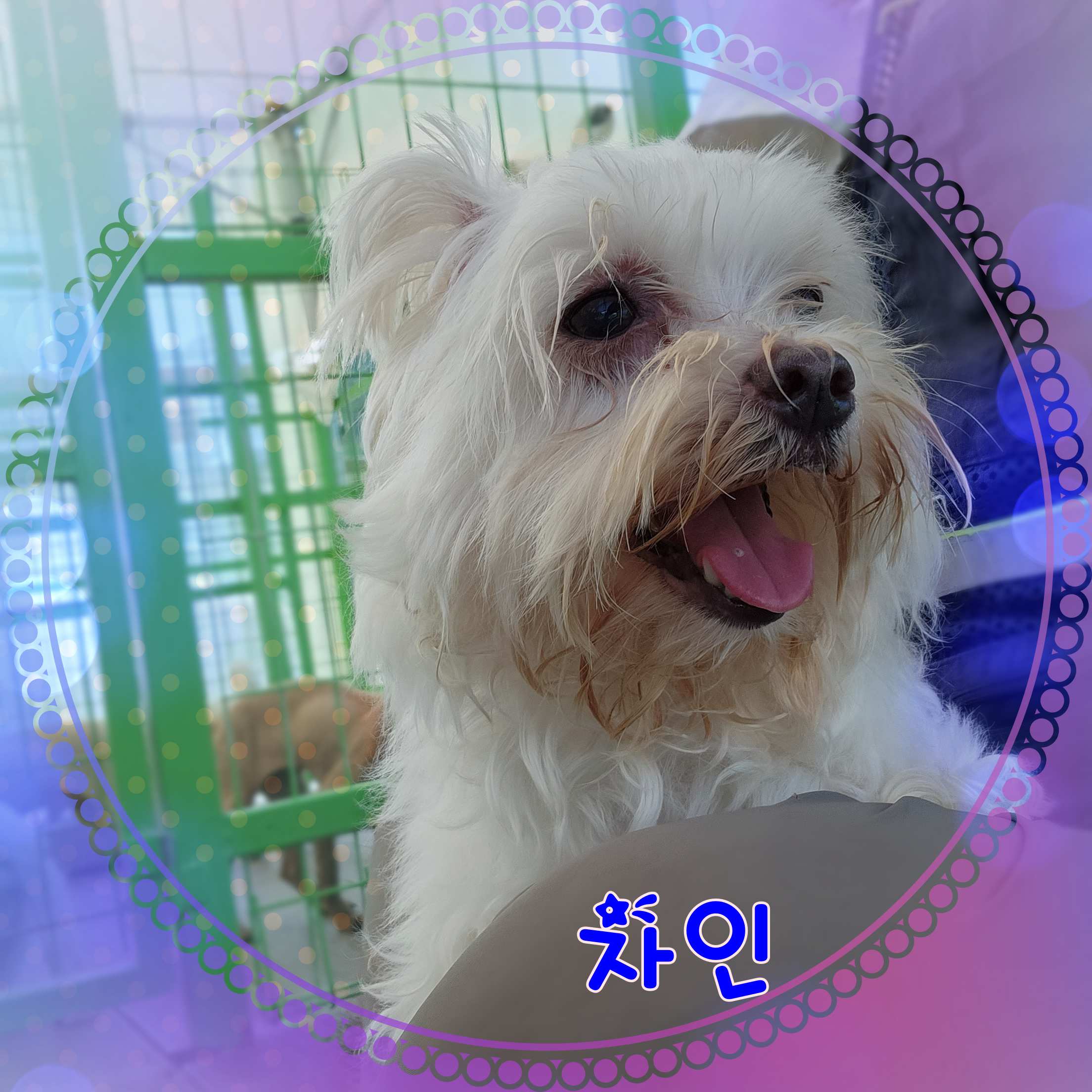 군산유기동물보호센터_445467202301691