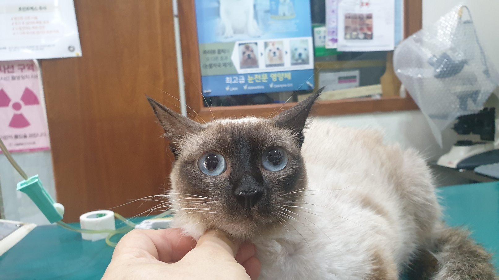 동부동물병원_445464202302768